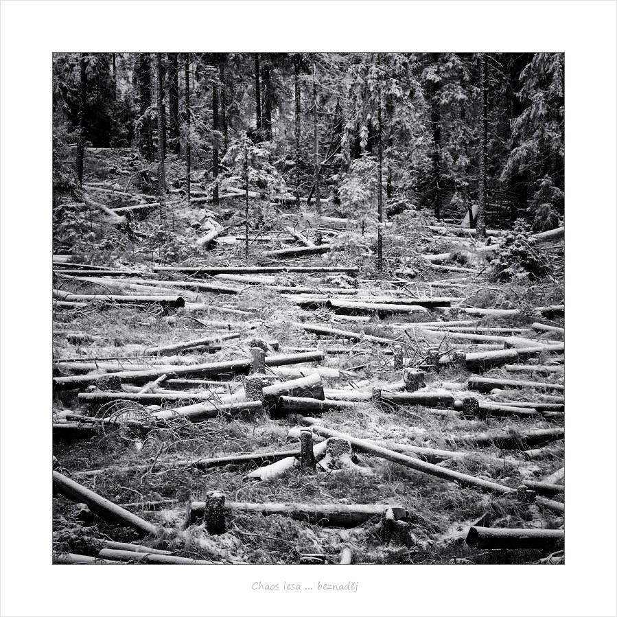 Chaos Lesa - beznaděj